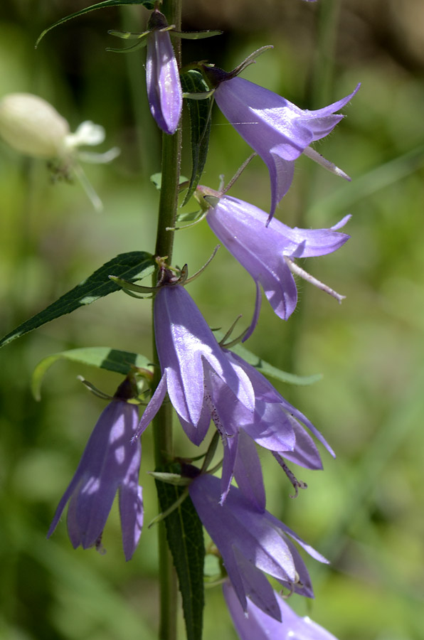 Campanula rapunculoides / Campanula serpeggiante